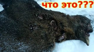 УЖАС//КОЖНЫЕ ЗАБОЛЕВАНИЯ У ЛОСЯ???//ЧТО ЭТО???