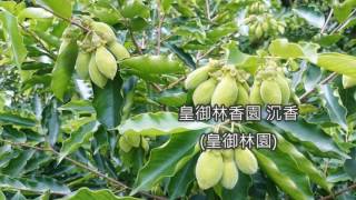 皇御林香園 沉香林園 (皇御林園)專營沉香苗沉香樹沉香種子.台灣扁柏苗台灣扁柏樹2017-7月 越南奇楠/惠安沉香種子開賣囉！！ 沉香花結果結香