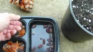 Planting Huge Pine Tree Cone Seed Collection part 2