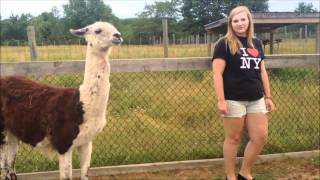 Lama's are too exciting for words