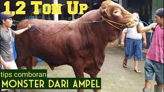 SAPI TERBESAR di boyolali, resep comboran HEMAT
