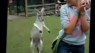 ЖИВОТНЫЕ АТАКУЮТ