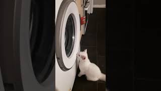 My 4mth old deaf cat loves the washing machine