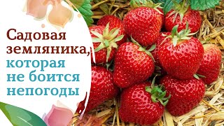 Садовая земляника Бравура