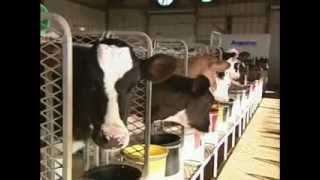 From Moo to You: The Story of Milk