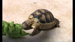 The gluttony of a baby Turtle.