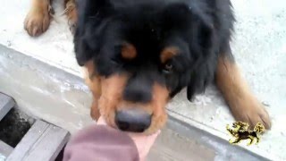 Бурят-монгольскй волкодав. Ласковые Хотошо