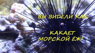 Морской ёж какает. Морской еж.