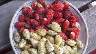 Выращивание клубники (садовой земляники) из семян от посева до урожая. Практический опыт.