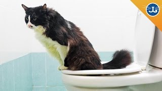 Why You Should NOT Toilet Train Your Cat
