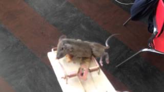 "MOUSE CAUGHT IN CLOSET" (snap trap) ...