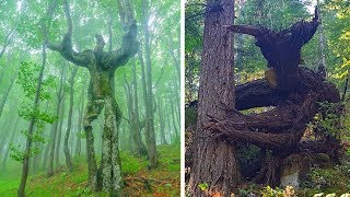 Необычные деревья, которые напоминают нам нечто совсем другое