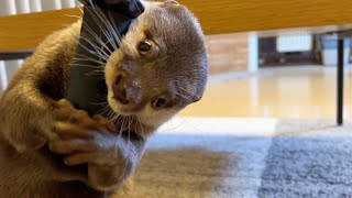 カワウソにマッサージするのを手伝ってもらった！ Let the otter give you a massage!