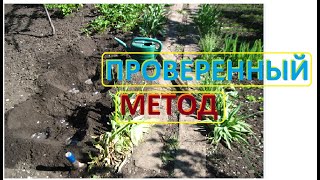 Проверенный МЕТОД посадки высокорослых ПОМИДОР