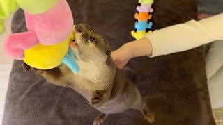 お気に入りの芋虫が巨大化して興奮するカワウソと猫 Otter and cat excited by giant caterpillar