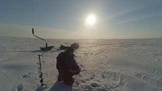Ловим берша на Волге. Старая Майна. Второй день