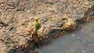 Birth of a Dragonfly