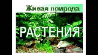 Практика общения с миром природы! Ирина Моругий