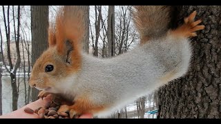 Покормил незнакомую беременную белку / Fed an unfamiliar pregnant squirrel