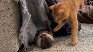 カワウソさくら カワウソに構って欲しくて抱きついちゃう猫 cat that hugs me because I want to play with an otter