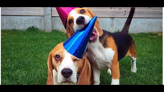 Funny Dog Shaming with Louie The Beagle
