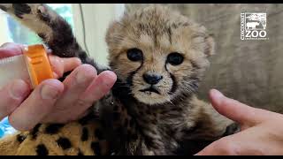 Meet Cheetah Cub Rozi - Cincinnati Zoo