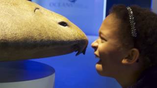 PRESENTACIÓN OCEANS WORLD EXHIBITIONS
