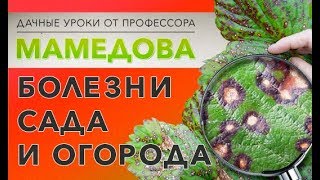 Болезни сада и огорода.