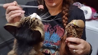 Страшный житель страшной коробки хочет меня сожрать. Артём и кот Мурлок врываются ко мне в туалет