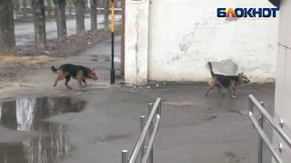 Люди боятся бродячих собак в Волжском