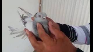 Ариф Бадыров ( Шу, Казахстан )