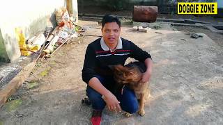German Shepherd training // salalam//in Hindi