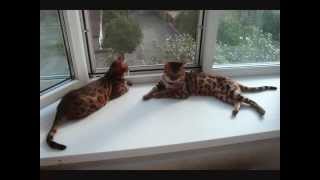 бенгалы питомник. Bengal cat