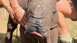 This baby rhino was abandoned by her mother. Now a zebra helps her survive.