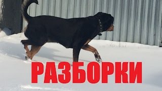 Ротвейлер выпуск № 70. РАЗБОРКИ