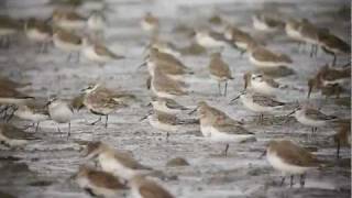Scanning to Spoon-billed Sandpiper