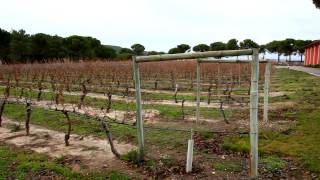 En el viñedo del que nace Pruno, en Finca Villacreces - Todovino.com