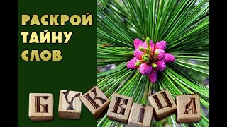 ключ к управлению реальностью - древнеславянская буквица. посадим кедры вместе!
