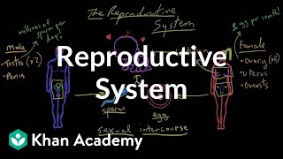Welcome to the reproductive system | Reproductive system physiology | NCLEX-RN | Khan Academy