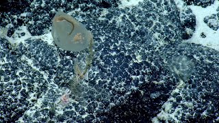 Sampling a Predatory Tunicate | Nautilus Live