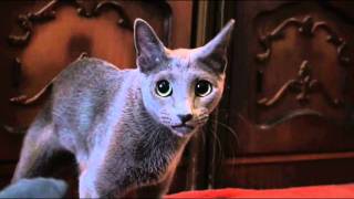 Russian blue cat: evil Ysya/ Русская голубая кошка: злодейская Уся