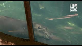 Fiona and Her Baby Hippo Brother Fritz Introduced for the First Time Outside - Cincinnati Zoo