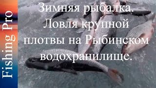 Зимняя рыбалка. Ловля крупной плотвы на Рыбинском водохранилище.