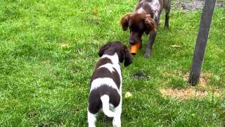 heidewachtel Odie en Milo