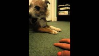 Vicious dog attacts hand