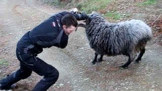 Angry ram finds 2 more victims.