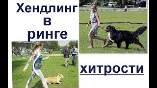 Секреты красивого показа в ринге. Хендлинг в ринге   хитрости  и важные моменты