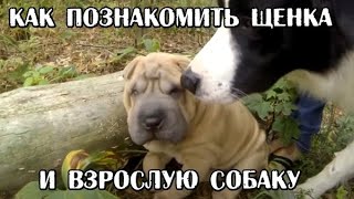 Как познакомить щенка со взрослой собакой. Социализация щенка / Socializing