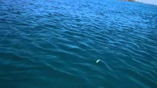 AIR OGRE 85 F NORTH CRAFT