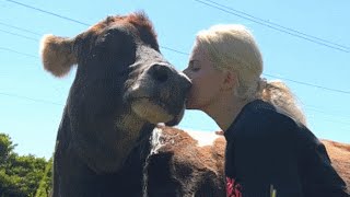 Couple adopts elderly dairy cow that was deemed useless